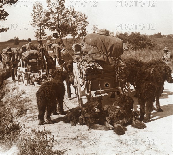 Supply dogs, c1914-c1918. Artist: Unknown.