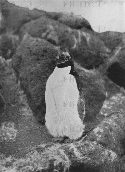 'A Moulting Penguin', c1911, (1913). Artist: Herbert Ponting.