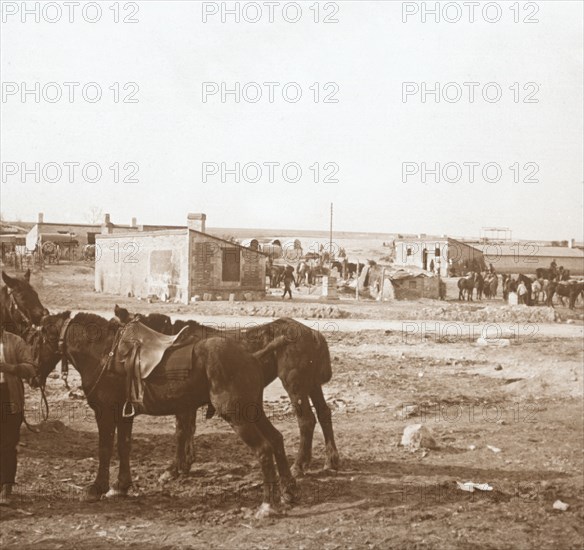 Horses, Somme-Tourbe, northern France, c1914-c1918. Artist: Unknown.