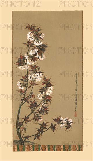 'The Cherry Blossoms of Mikawa', 19th century, (1886). Artist: Wilhelm Greve.