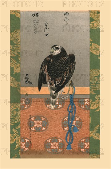 Falcon, c1790, (1886).  Artist: Wilhelm Greve.