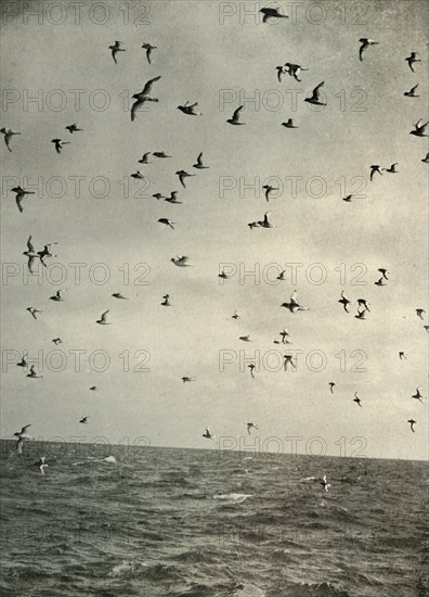 'Flight of Antarctic Petrels', c1908, (1909).  Artist: Unknown.