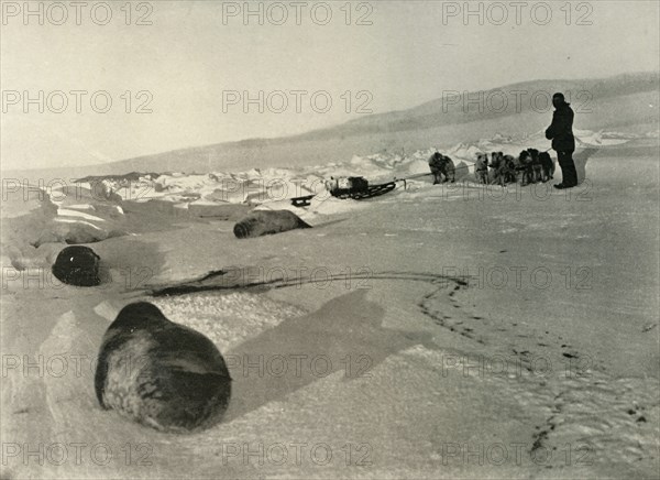 'Hauling Seal Meat for the Winter Quarters', c1908, (1909). Artist: Unknown.