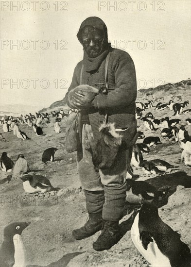 'Murray Holding Young Penguins', c1908, (1909).  Artist: Unknown.