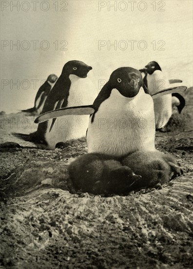 'Adelie Trying to Mother a Couple of Well-Grown Strangers', c1908, (1909).  Artist: Unknown.