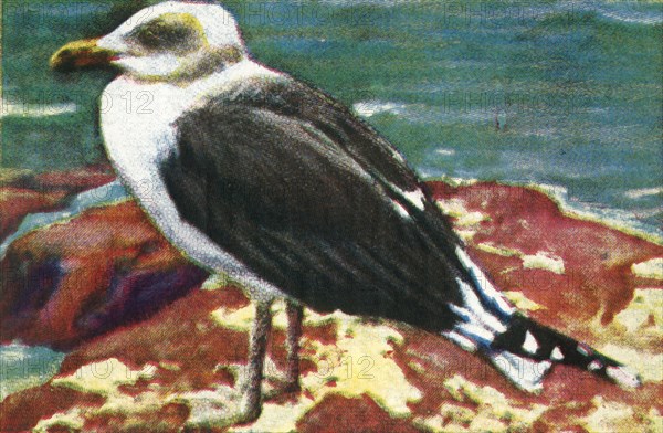 Dominican gull, c1928. Creator: Unknown.