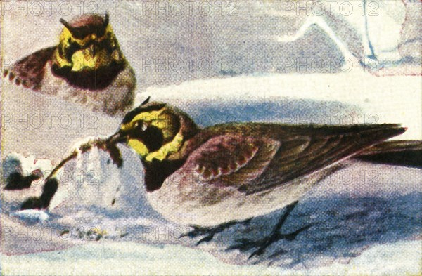 Alpine larks, c1928. Creator: Unknown.