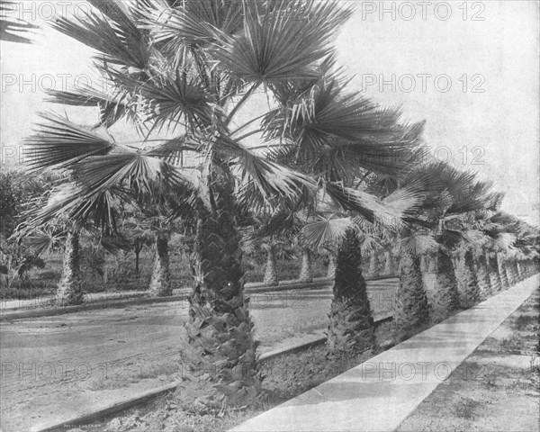 A Palm Avenue in Los Angeles, California, USA, c1900. Creator: Unknown.