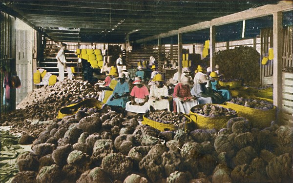 'Esfakis' - Sponge Packing House - Nassau, Bahamas', c1930s. Creator: Unknown.