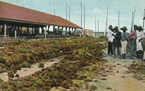 'Sponge Market, Nassau, Bahamas', 1930s. Creator: Unknown.