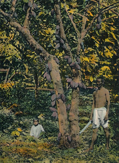 'Cocoa in full bearing', Trinidad and Tobago, c1914. Creator: Unknown.