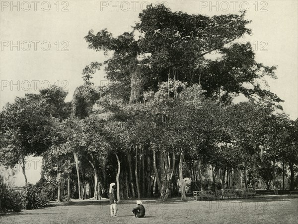 'The Banyan Tree, Barrackpore, 1870', (1925). Creator: Unknown.