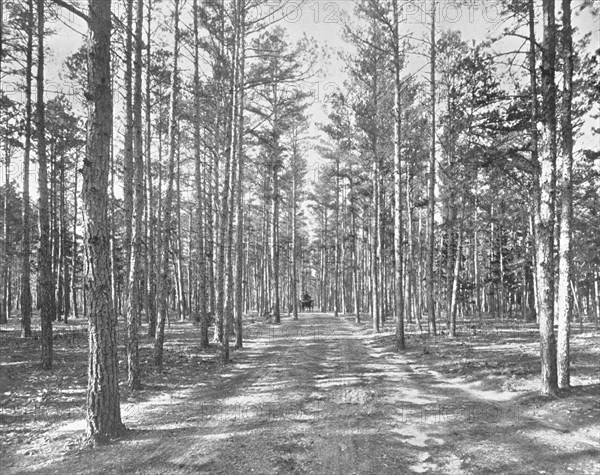 Drive in Piney Woods Park, Lakewood, New Jersey, USA, c1900.  Creator: Unknown.