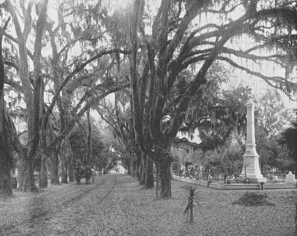 Spanish Moss on Live Oaks, Savannah, Georgia, USA, c1900. Creator: Unknown.