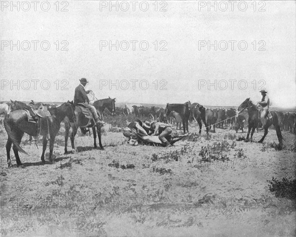 Inspecting a brand on the Prairies, USA, c1900.   Creator: Unknown.