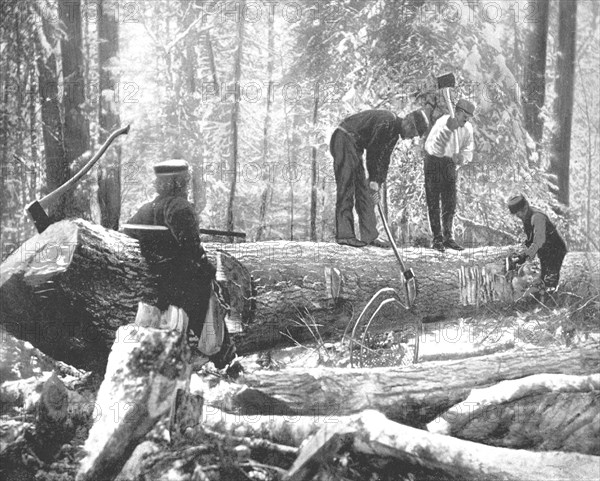 Lumbering on the Ottawa River, Canada, c1900.  Creator: Unknown.