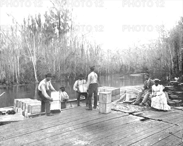 Loading oranges on the Ocklawaha River, Florida, USA, c1900. Creator: Unknown.