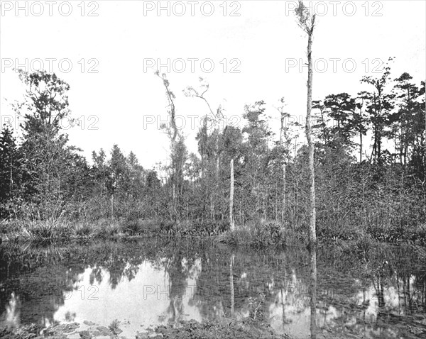 A Louisiana swamp, USA, c1900. Creator: Unknown.