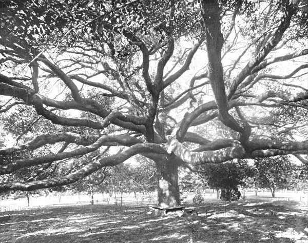 Mammoth Live Oak, near Jacksonville, Florida, USA, c1900. Creator: Unknown.