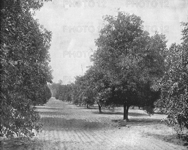 Orange Grove, Seville, Florida, USA, c1900. Creator: Unknown.