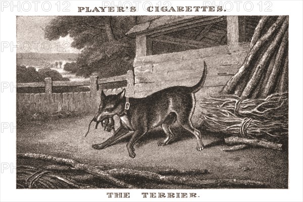 'The Terrier', (1924). Creator: Unknown.