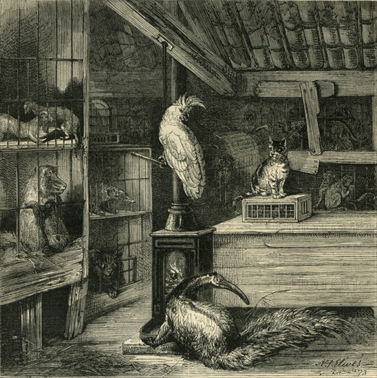 'A Wild-Beast Shop', c1873. Creator: Unknown.