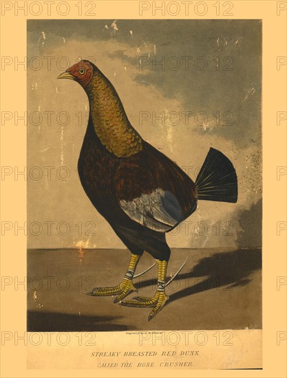 'Streaky Breasted Red Dunn. Called the Bone Crusher', 19th century. Creator: C R Stock.