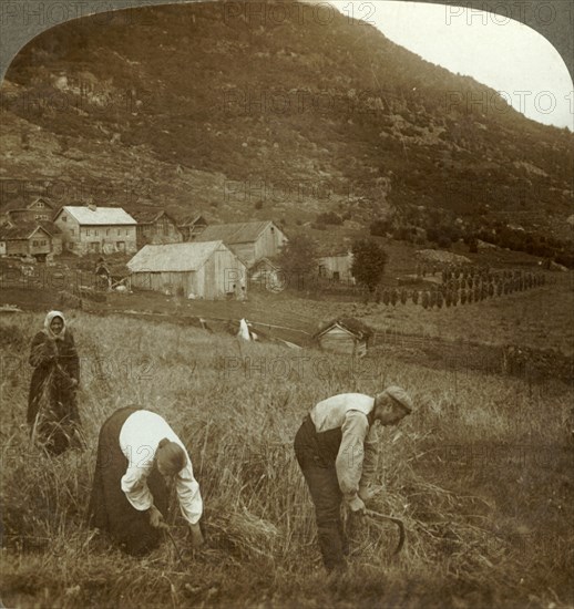 'Harvesting barley on a Mindresunde farm in the valley near Olden, Norway', c1905. Creator: Unknown.