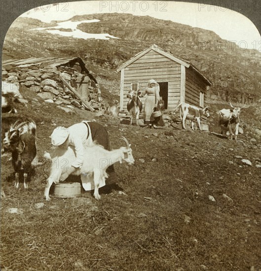 'Pretty Norwegian girls tending cows and goats on the Haukeli Mts, Norway', c1905. Creator: Unknown.