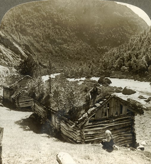 'Old log houses in Bratslandsdal, with trees growing on sod-covered roofs, Norway', c1905. Creator: Unknown.