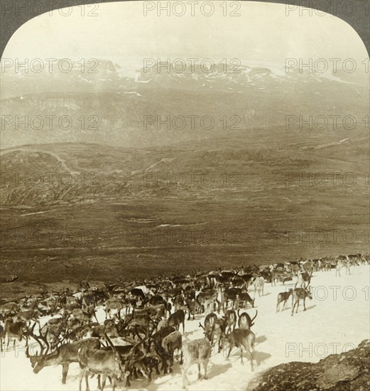 'Herd of reindeer of the northern wilds, and snowy heights of Hardanger glacier, Norway', c1905. Creator: Unknown.