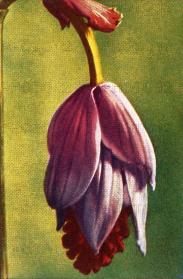 Medinilla, c1928.  Creator: Unknown.