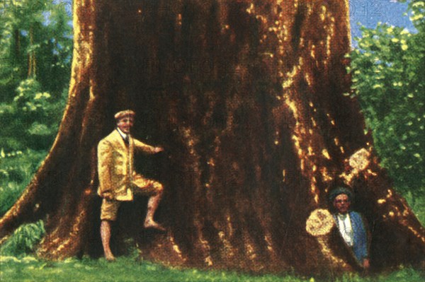 Giant tree in Brazil, c1928. Creator: Unknown.