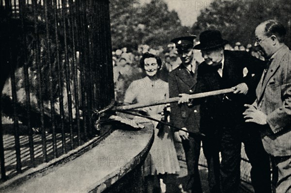 'Feeding Rota, The "Pinner Lion"', 1940s, (1945). Creator: Unknown.