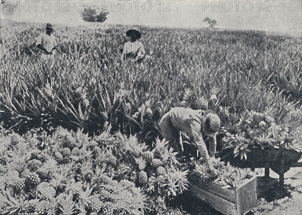 'Pine-Apple Field, Queensland', 1923. Creator: Unknown.