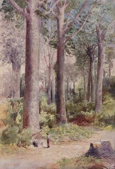 'A Kauri Forest', 1923. Creator: Unknown.