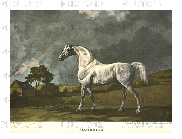 'Mambrino', c1779, (c1955). Creator: Unknown.