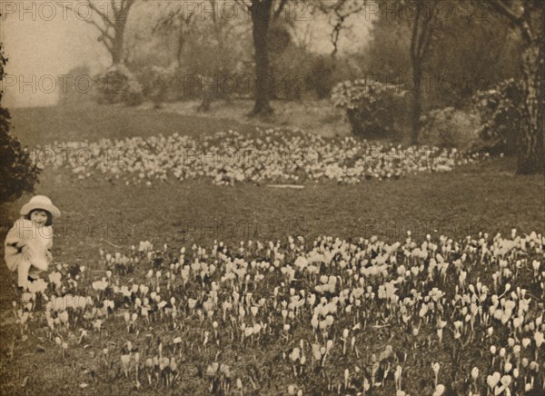 'The Crocus Carpet of Spring', c1935. Creator: Unknown.