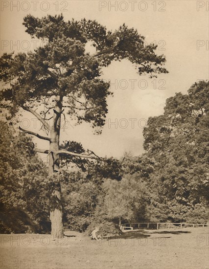 'In Hadley Woods, Remnant of the Old Royal Hunting Forest of Enfield Chase', c1935. Creator: Donald McLeish.