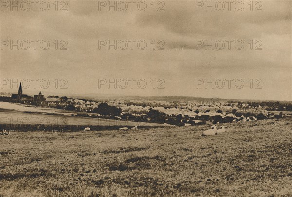 'Resting Sheep in the Pastures of North London: A View of Hampstead Garden Suburb', c1935. Creator: Langfier.