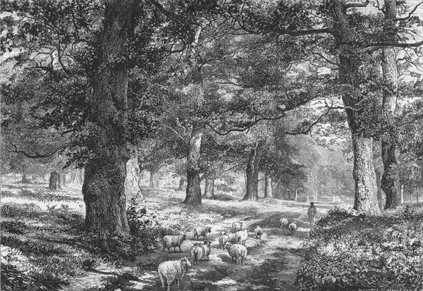 'In Sherwood Forest', c1875. Creator: Josiah Wood Whymper.