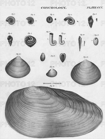 'Conchology', early 19th century. Creator: J Moffat.