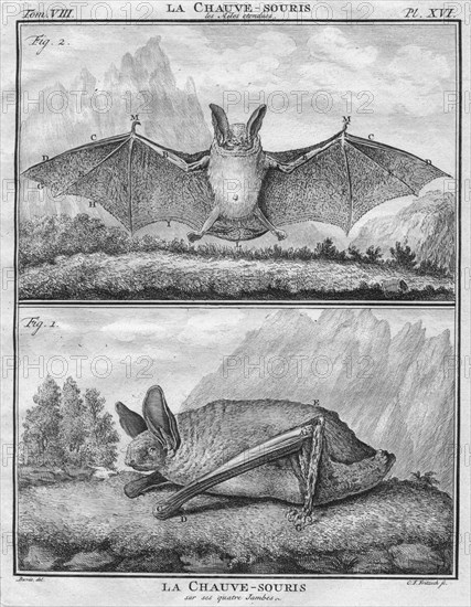 'La Chauve-Souris les Ailes entendues & La Chauve-Souris sur ses quatre Jambes', c1763.  Creator: Christian Friedrich Fritzsch.