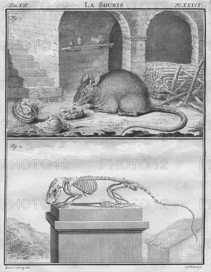 'La Souris', c1763. Creator: Christian Friedrich Fritzsch.