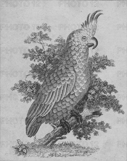 'Cockatoo', 19th century?  Creator: Unknown.