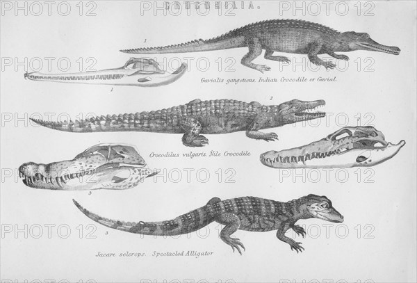 'Crocodilia', 19th century. Creator: Unknown.