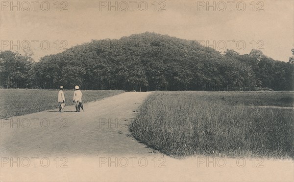 'The Bunyan Tree, Botanical Gardens. Calcutta', 1906. Creator: Johnston & Hoffmann.