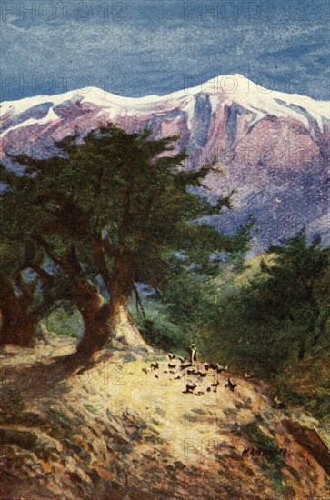 'Cedars of Lebanon - Matt. xii. 33', c1924. Creators: James Clark, Henry A Harper.