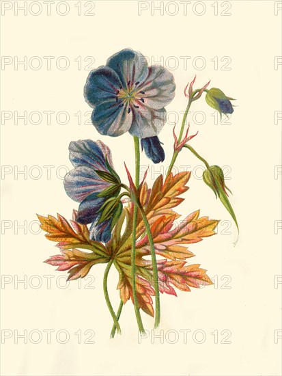 'Meadow Crane's-Bill', 1877. Creator: Frederick Edward Hulme.