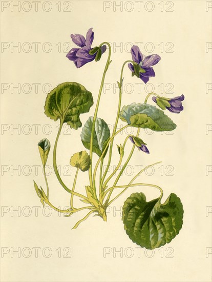 'Sweet Violet', 1877. Creator: Frederick Edward Hulme.